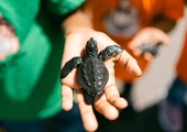 Children protecting sea turtles