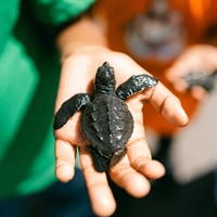 Children protecting sea turtles