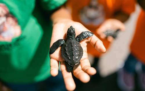 Children protecting sea turtles